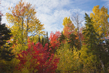 autumn leaves