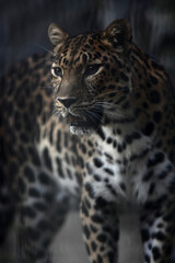 Fototapeta na wymiar close-up portrait of jaguar against dark background