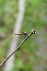 closeup the yellow black dragonfly hold on bamboo drilled plant soft focus natural green brown background.
