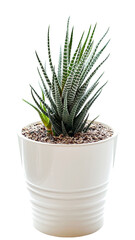 Succulent plant(Zebra Haworthia) with Japanese soil mixed in white pot and white background.