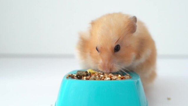 a hamster eats food on a white background. pet food