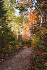 Fototapeta na wymiar autumn path