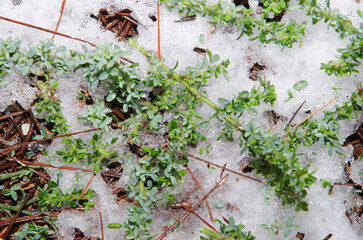 Fallen branches of the shrub Chamaecytisus proliferus on the forest floor covered by hail. Tejeda. Gran Canaria. Canary Islands. Spain.