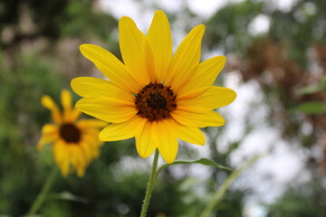 wild yellow sunflower close up