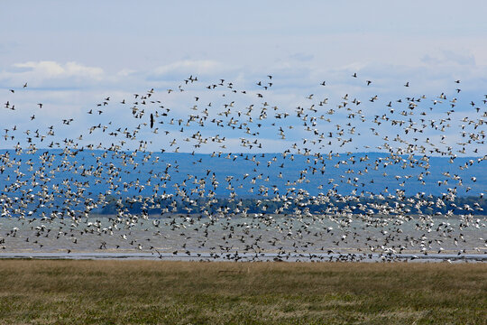 Migration des oies des neiges &agrave; la r&eacute;serve nationale de faune du cap Tourmente au Qu&eacute;bec