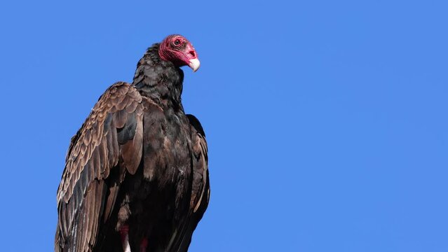 Close up of a Turkey Vulture perching on a tree branch. Central Coast of California.