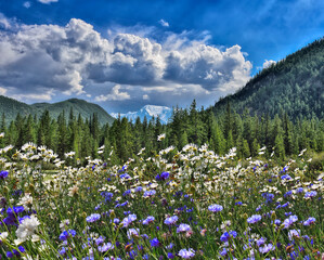 View to glacier on Belukha Mountain from blossoming mountain valley with white chamomiles and blue cornflowers, Altai mountains, Russia. Picturesque sunny summer mountain landscape
