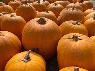 pile of pumpkins Halloween 