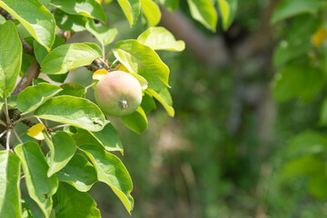 Close up photo of ripening apples on the branch of a tree in the garden. Organic and healthy food. Harvesting and agriculture.