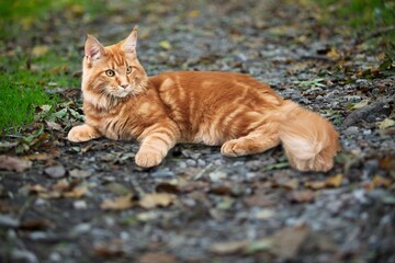 Cute domestic cat posing on street background