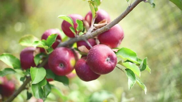 Close-up bunch of red apples ,horizontal 4k footage
