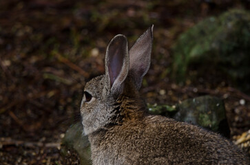 European rabbit Oryctolagus cuniculus. The Nublo Rural Park. Tejeda. Gran Canaria. Canary Islands. Spain.