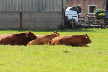 Cattle in a farmer's field
