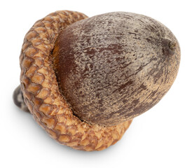 Beautiful brown acorn isolated on white background. Quercus Seed