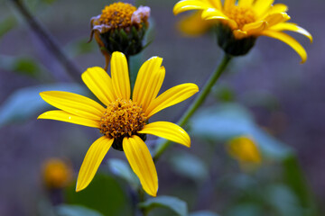 Two yellow Jerusalem artichoke flowers with green stems and leaves and another without petals on a blue background.