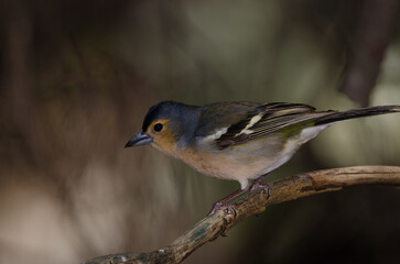 Common chaffinch Fringilla coelebs canariensis. Male. The Nublo Rural Park. Tejeda. Gran Canaria. Canary Islands. Spain.