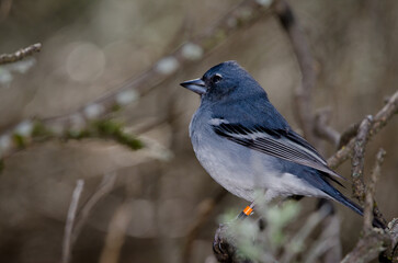 Gran Canaria blue chaffinch Fringilla polatzeki. Male. The Nublo Rural Park. Tejeda. Gran Canaria. Canary Islands. Spain.