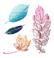 Collection of leaf rubbing/ paint imprints of leaves. Illustrations of autumn themed designs including Elm tree leaf, Elder leaf, Sycamore and Kew Green plant leaves.