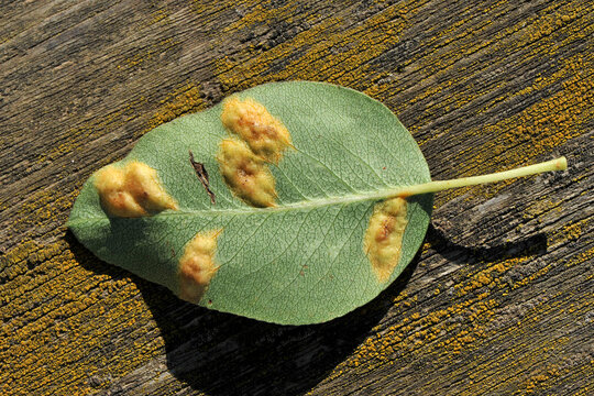 A pear leaf is affected by fungal rust (Gymnosporangium sabinae). The reverse side
