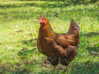 Free range chicken on grass
