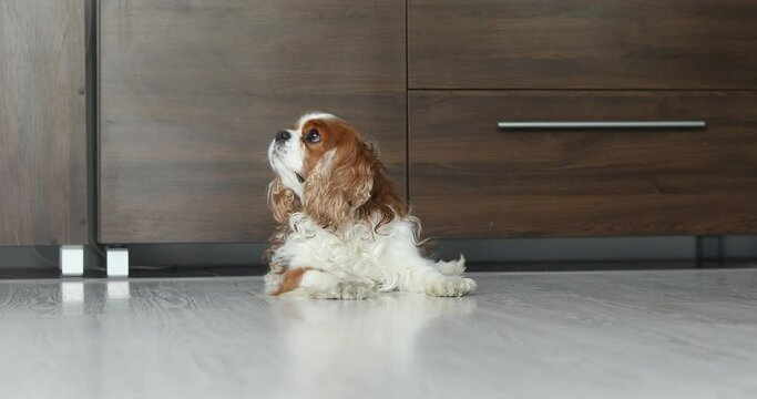 Cute curly brown and white dog Cavalier Charles king going straight to camera, eating snacks from floor. Moving image