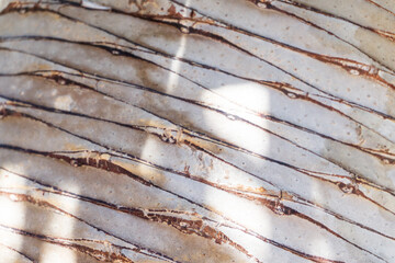 Smooth trunk of a palm tree close up