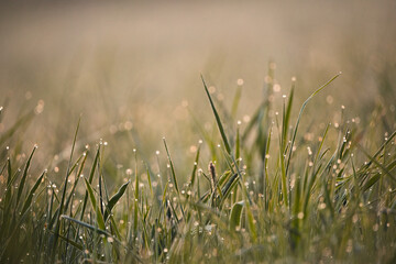 Gras mit Tau am Morgen im Sonnenlicht