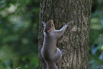 A wild squirrel in a forest in Preston, Lancashire.