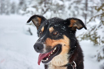 Cute dog playful in the snow
