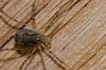 Harvestman Phalangium opilio. Male. Integral Natural Reserve of Inagua. Gran Canaria. Canary Islands. Spain.