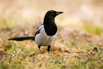 Eurasian magpie, pica pica, sitting on ground on in summertime. Black and white bird loking on grass in summer. Dark feathered animal watching on meadow.