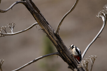 Great spotted woodpecker Dendrocopos major thanneri. Adult male searching for food. The Nublo Rural Park. Tejeda. Gran Canaria. Canary Islands. Spain.