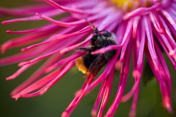 Bumblebee covered with dew, sleeps on the aster flower