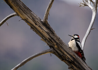 Great spotted woodpecker Dendrocopos major thanneri. Adult male. The Nublo Rural Park. Tejeda. Gran Canaria. Canary Islands. Spain.
