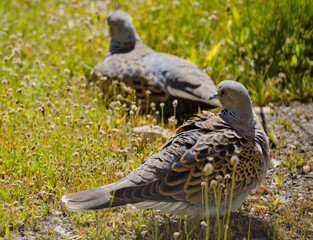 European turtle doves Streptopelia turtur. Integral Natural Reserve of Inagua. Gran Canaria. Canary Islands. Spain.