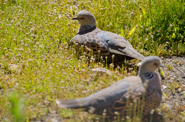 European turtle doves Streptopelia turtur sunbathing. Integral Natural Reserve of Inagua. Gran Canaria. Canary Islands. Spain.