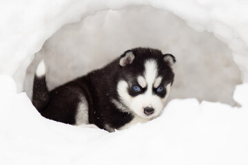Winter portrait of a cute blue-eyed Siberian husky puppy © spyrakot