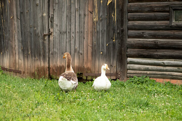 geese in the village in the summer on the grass near a wooden house
