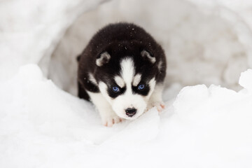 Winter portrait of a cute blue-eyed Siberian husky puppy © spyrakot