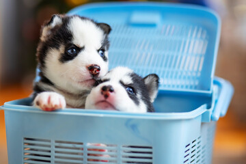 Cute siberian husky puppies climb out from a blue pet carrier