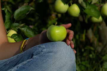 The concept of healthy eating, an apple lies on the knee, the hand gently touches the apple
