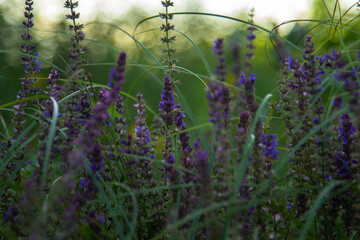 meadow sage, beautiful field grass, purple wildflowers, nature, natural colors