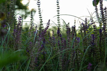 meadow sage, beautiful field grass, purple wildflowers, nature, natural colors