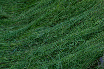 Green long, cold grass, lies calmly, grass texture, lying grass