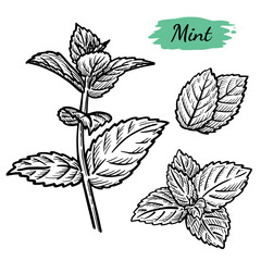 Black and white vector illustration set of mint plant in sketch style on transparent background.