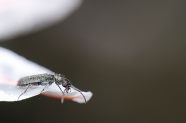 Beetle Dasytes subaenescens on a flower petal. Integral Natural Reserve of Inagua. Gran Canaria. Canary Islands. Spain.