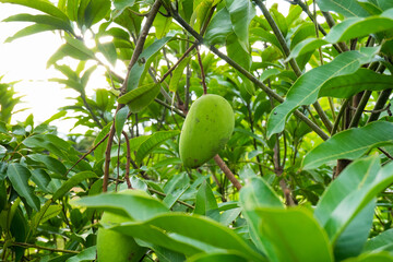 Fresh green mango on a mango tree,mango farm in summer.
