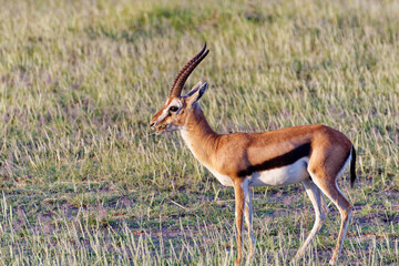 Thomson's gazelle in african grasslands