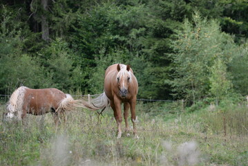 Pony im Gras, schönes blondes Pferd in der Natur