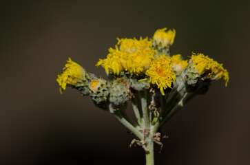 Plant Sonchus acaulis with wilted flowers. Integral Natural Reserve of Inagua. Gran Canaria. Canary Islands. Spain.